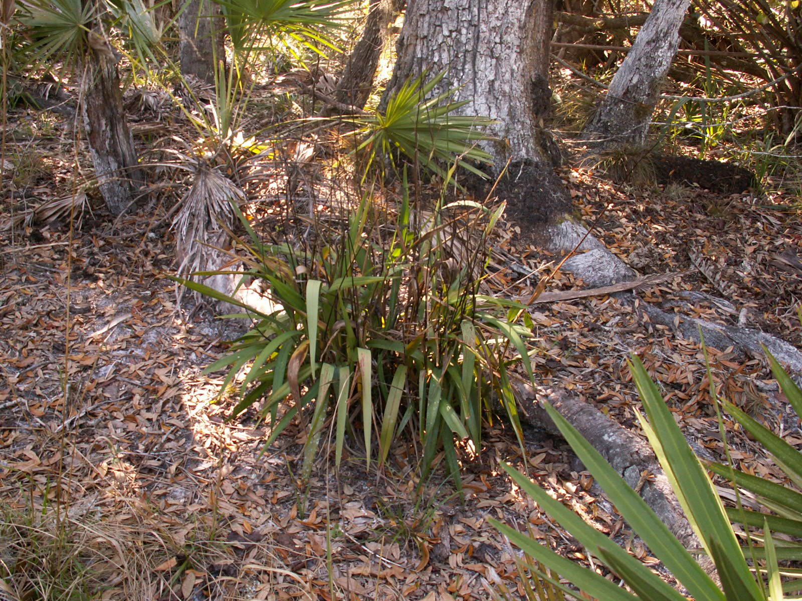 Dianella ensifolia